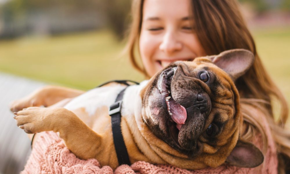 Little dog with owner spend a day at the park playing and having fun