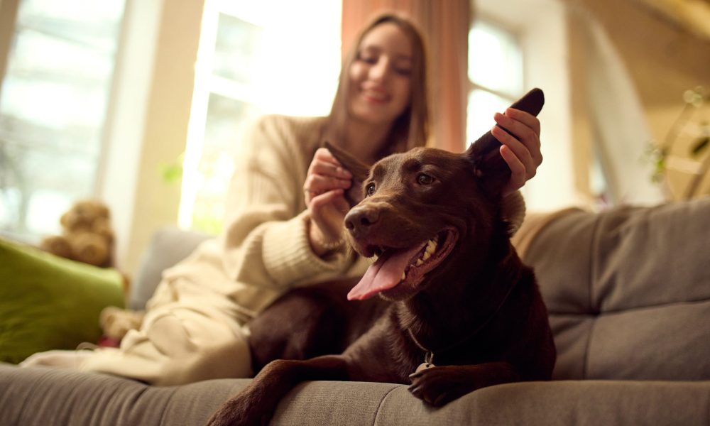 Dog receiving care on sofa at home from owner. Concept of pet care service advertising, dog grooming promotion, veterinary services marketing and responsible pet ownership content.