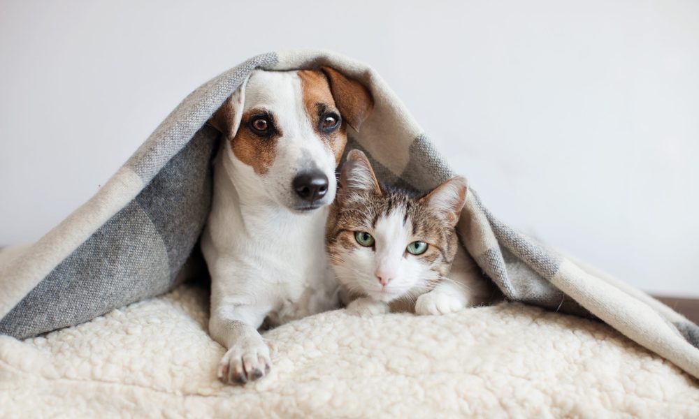 Dog and cat together. Dog hugs a cat under the rug at home. Friendship of pets