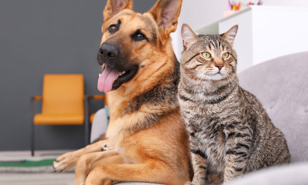 Adorable cat and dog resting together on sofa indoors. Animal friendship