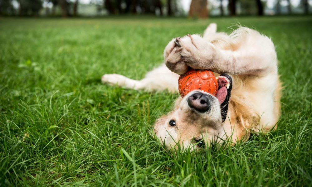 selective focus of golden retriever dog playing with rubber ball on green lawn
