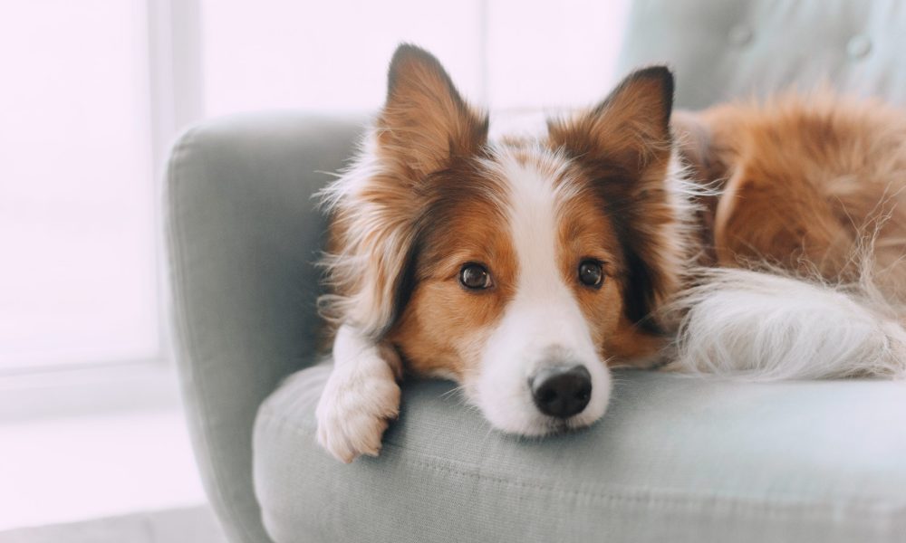 Sad border collie put his head on the sofa and looking in the camera