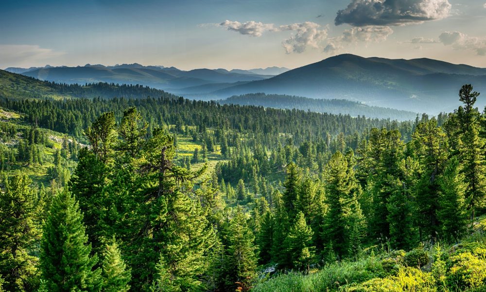 Beautiful sunset view in cedar forest in front of sayan mountain
