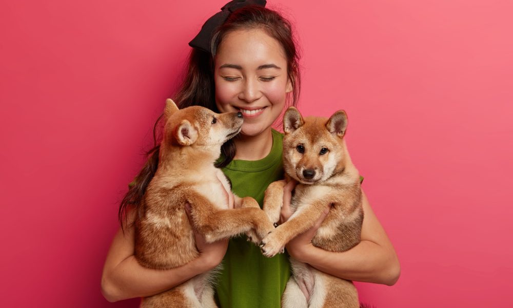 Female pet owner or animal lover holds two shiba inu puppies, expresses care, going to have walk together, feels pleasure from playing with hunting dogs, isolated on pink background, teaches commands