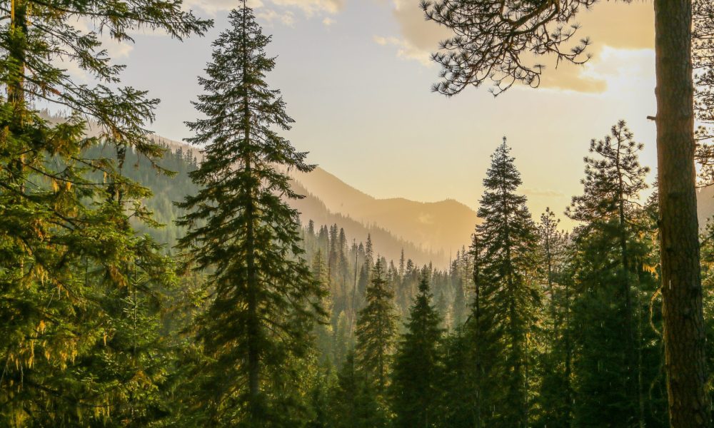 Fresh mountainous Idaho conifer forest after rain before sunset
