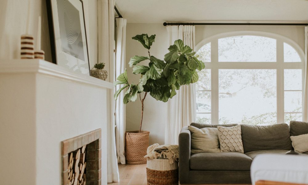 Houseplant in an interior home decor