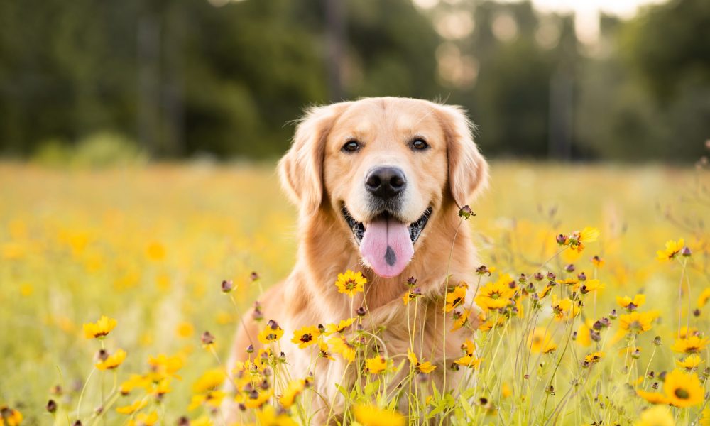 Golden Retriever in the field with yellow flowers. Beautiful dog
