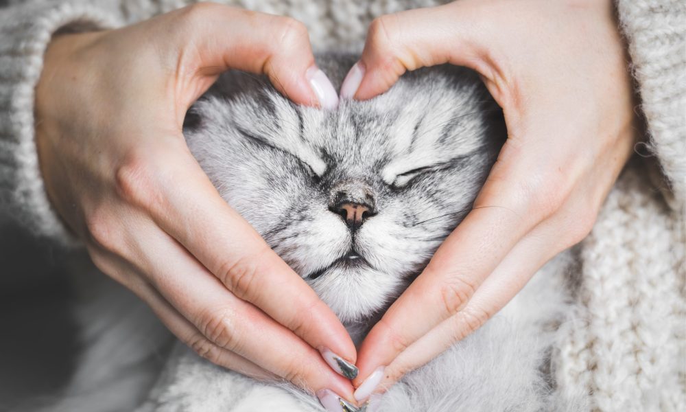 Woman holding her lovely fluffy cute cat face and making a heart shape with her hands. Love for the animals. Pets and people lifestyle. Concepts of love, St. Valentine's Day. High quality photo