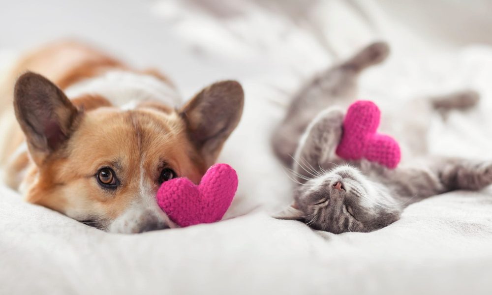 cute corgi dogs and striped cat lie together on the bed surrounded by  pink hearts