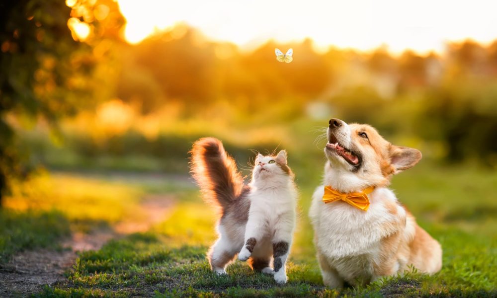 cute fluffy friends a cat and a dog catch a flying butterfly in a sunny summer garden