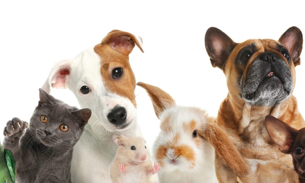 Group of cute pets on white background. Banner design