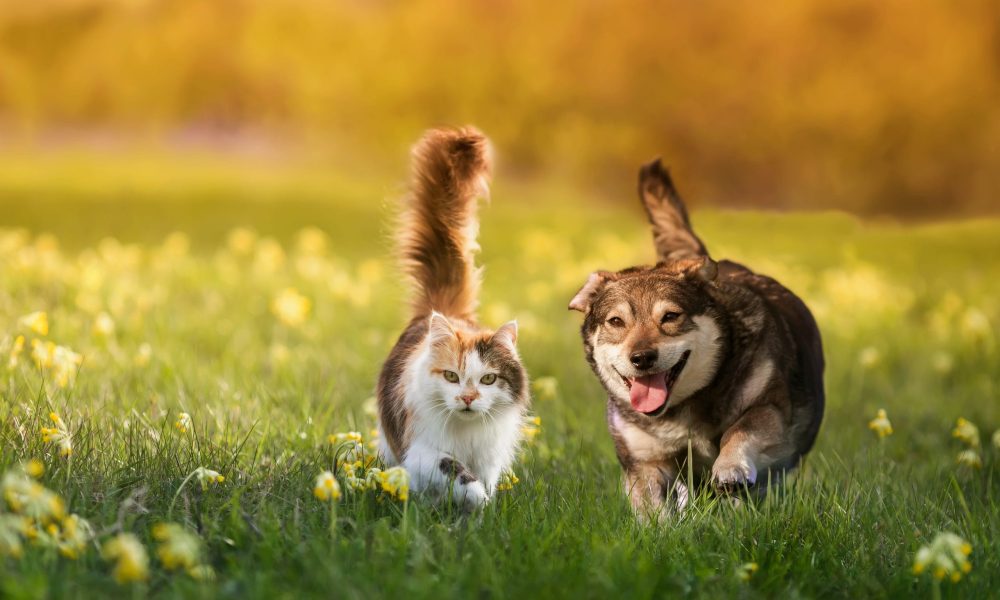 couple of friends a cat and a dog run merrily through a summer flowering meadow