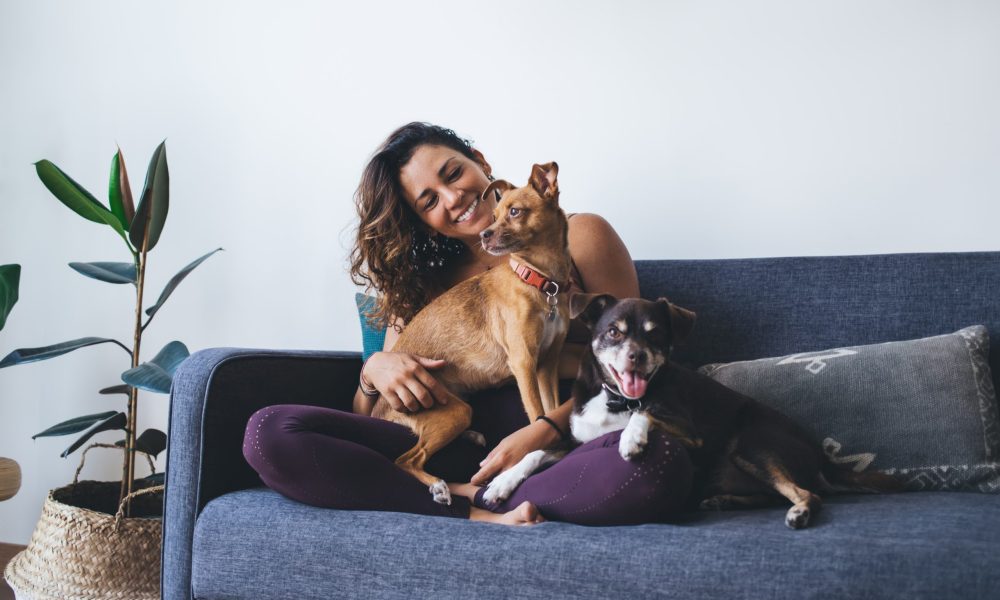 Joyful fit woman having fun with adorable mongrel dogs spending leisure time in home living room, cheerful female resting at comfortable couch with cute doggie pets enjoying friendship indoors