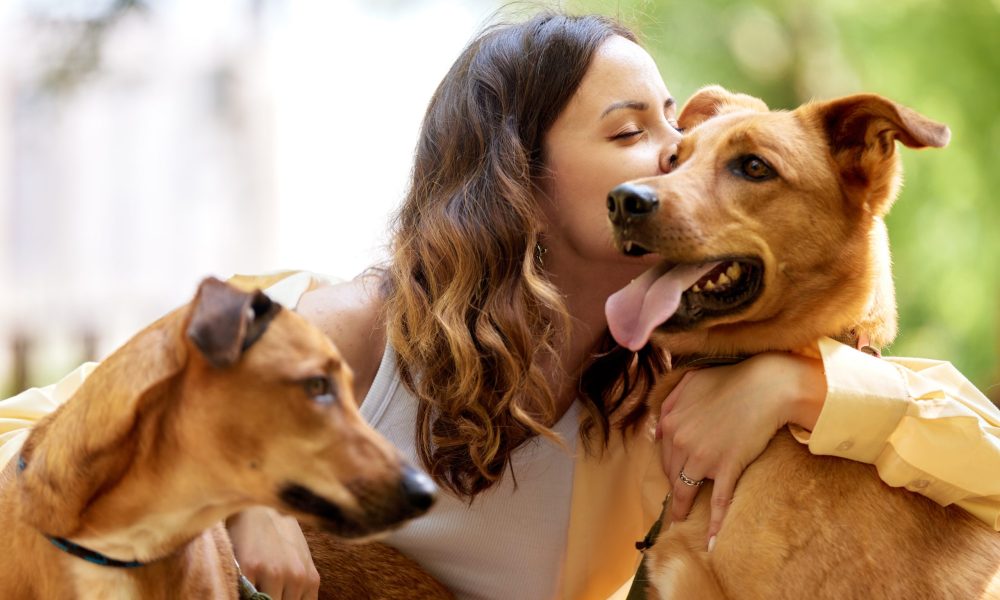 Charming young smiling girl plays and hugs two golden-colored dogs in the park on a sunny day. Love between owner and pet. Raising pets taken from a shelter. Close-up