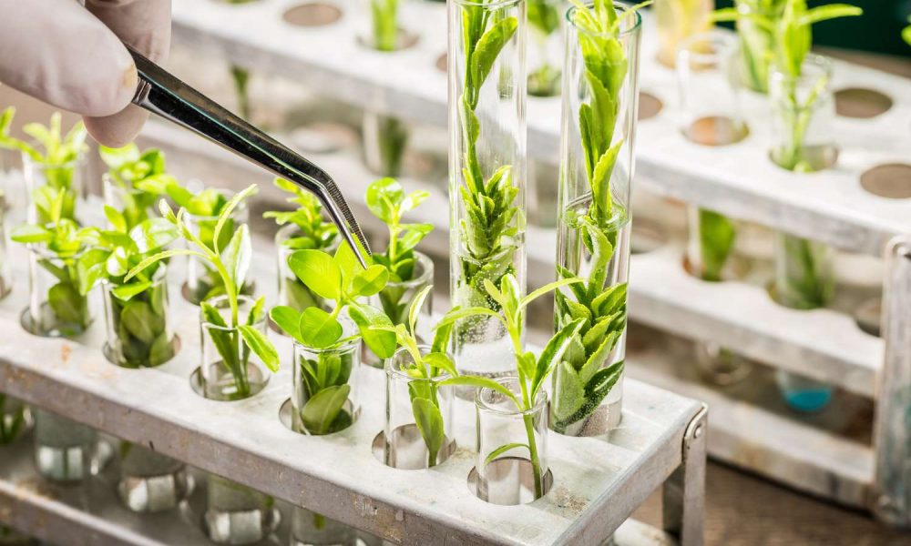 Agricultural Biotechnology Market