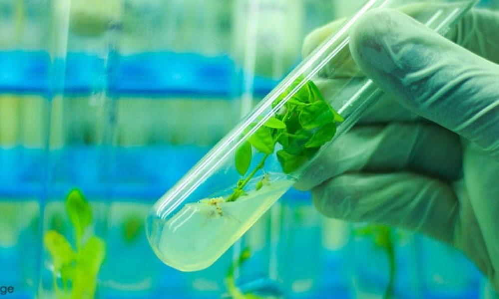 Agricultural Biotechnology Market