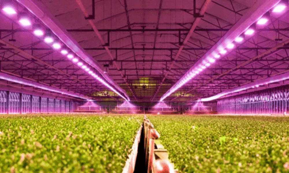 Agricultural Lighting Market