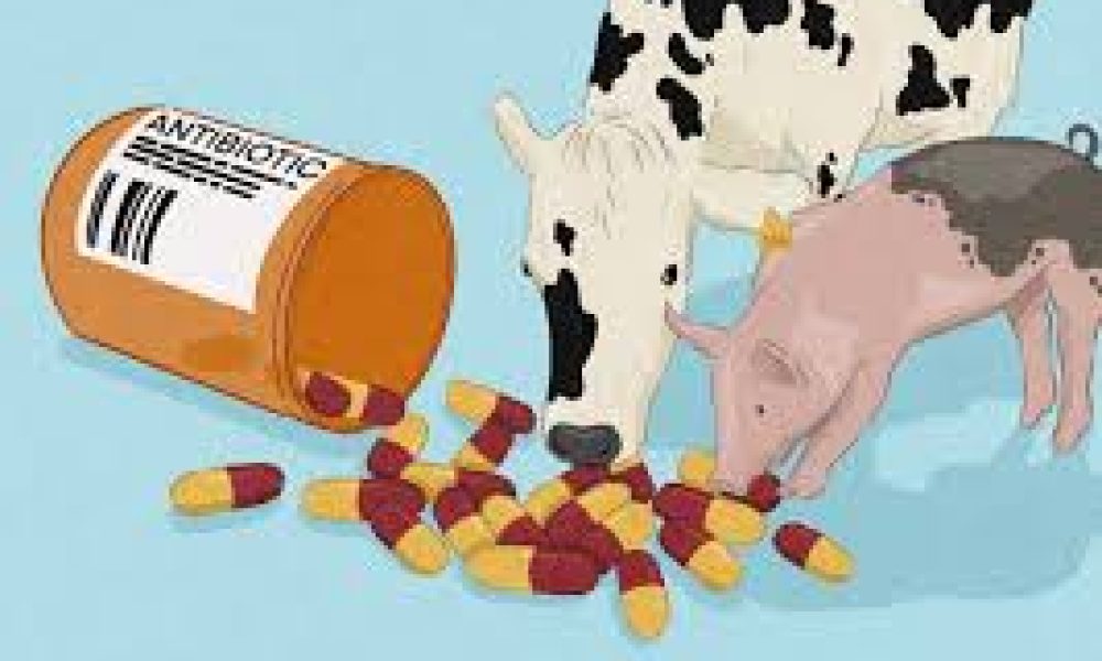 Animal Antibiotics market