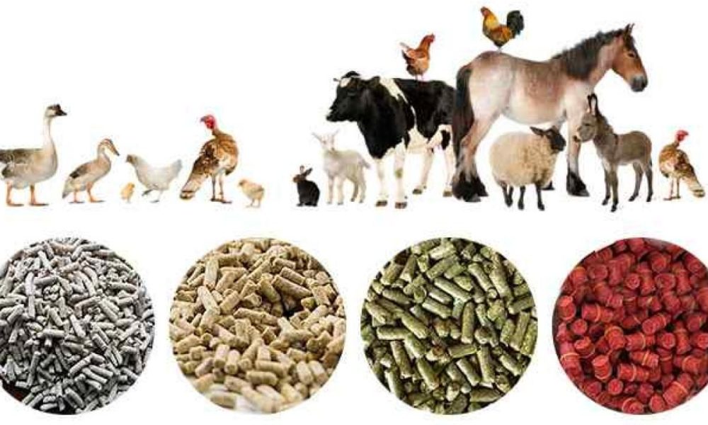Animal Feed Additives Market