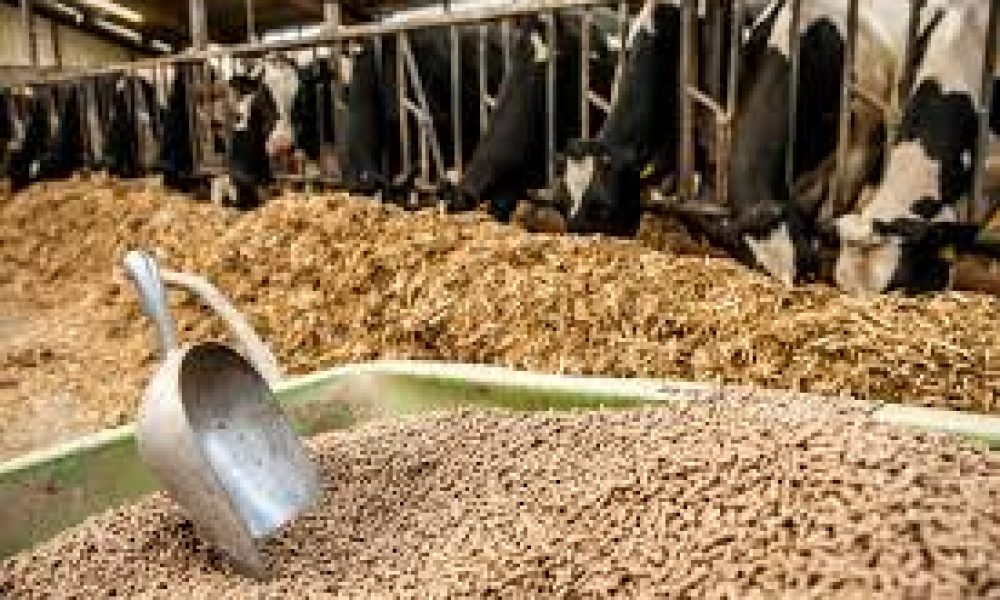 Animal Feed Market
