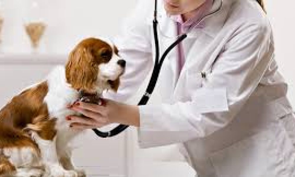 Animal Healthcare Market