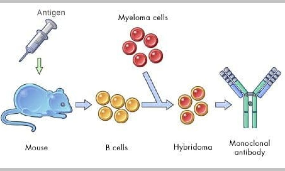Antibody Development Services Market