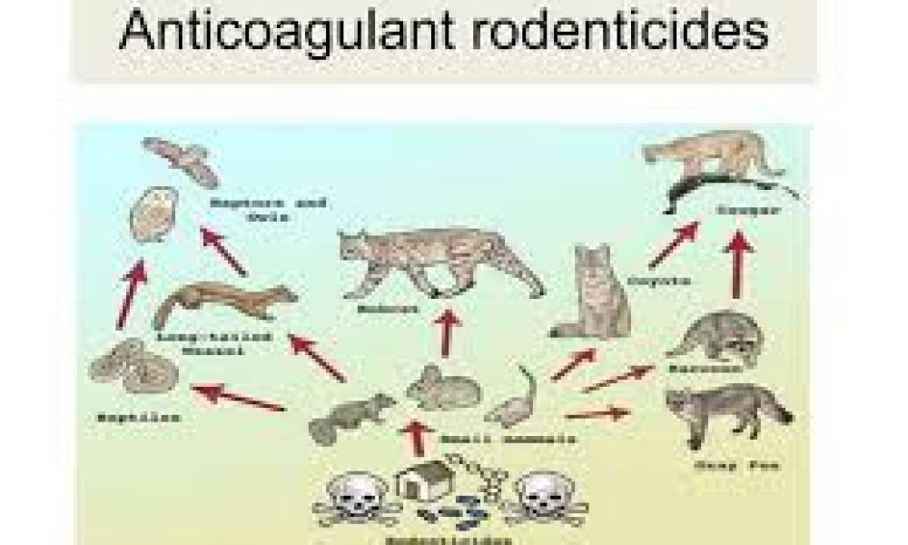 Anticoagulant Rodenticides Market