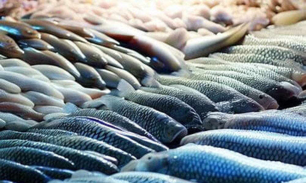 Aquaculture Market 2020-2030 Trends, Growth Forecast