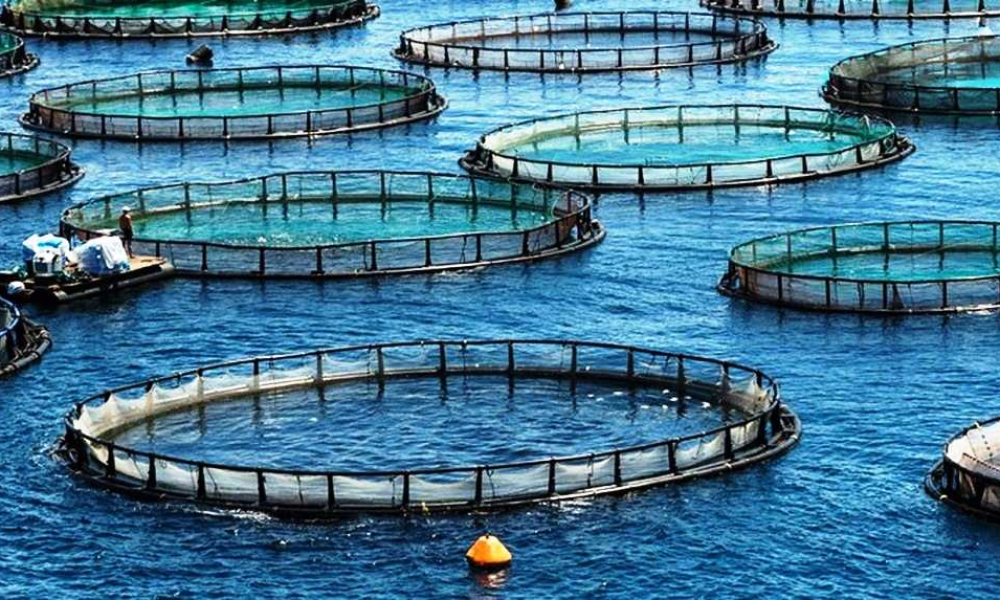 Aquaculture Market