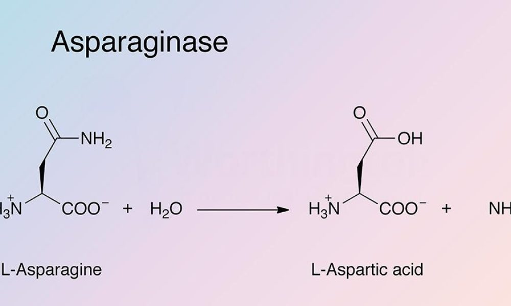 Asparaginase Market