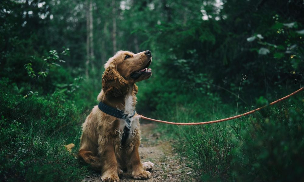 Balancing Life and Furry Responsibilities Why a Dog Groomer Can Make a Difference
