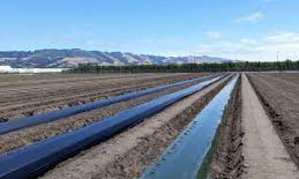 Biodegradable Plastic Mulches Market 2024