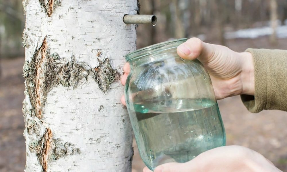 Birch Sap Market