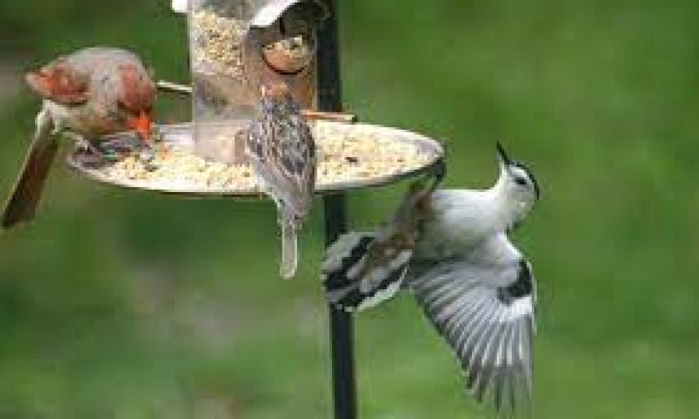 Bird Food Market