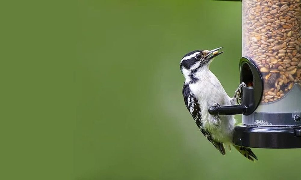Bird Food Market