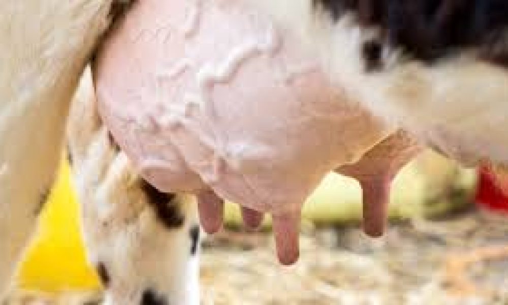 Bovine Mastitis