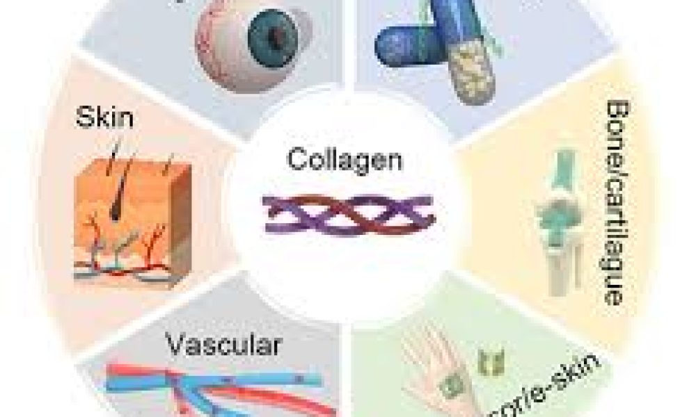 Bovine-based Collagen for Biomedical Applications Market Innovations ...