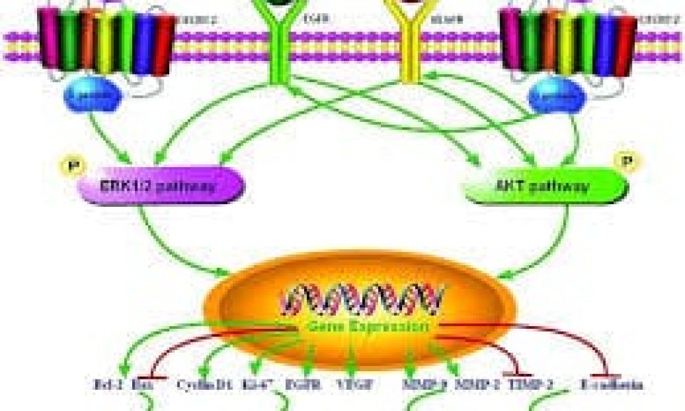 C-X-C Chemokine Receptor Type 2 Market