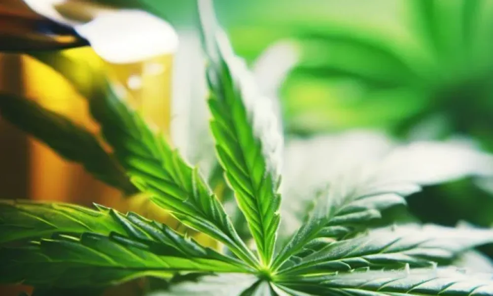 CBD-Cannabidiol