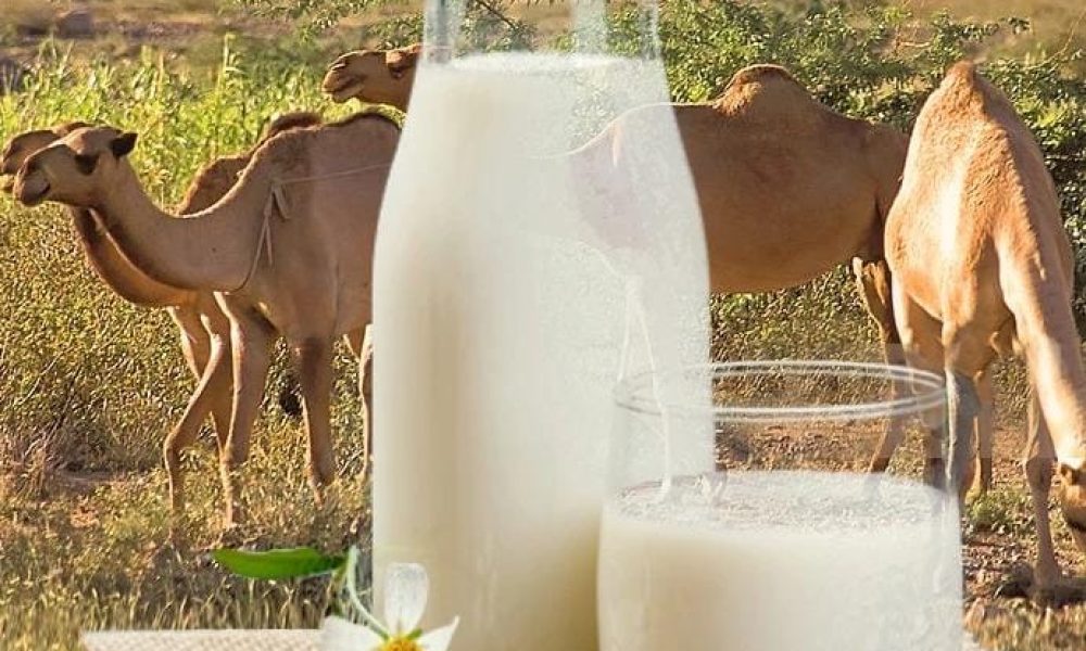 Camel Dairy Market