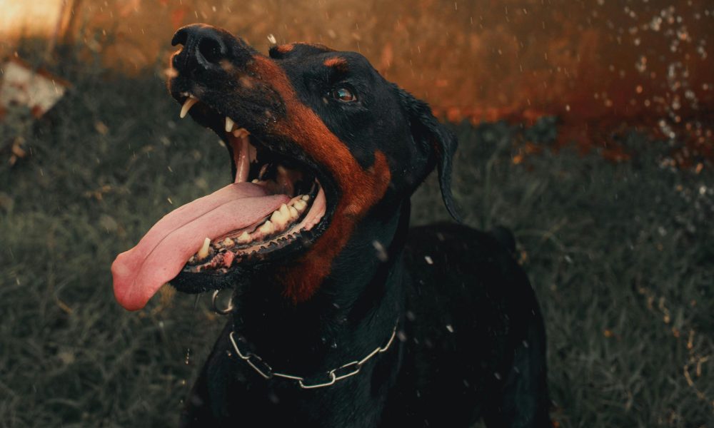 Can I sue if a dog bite makes my injury worse