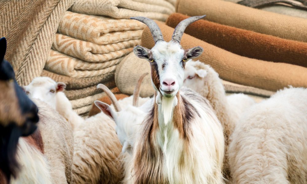 Cashmere Market