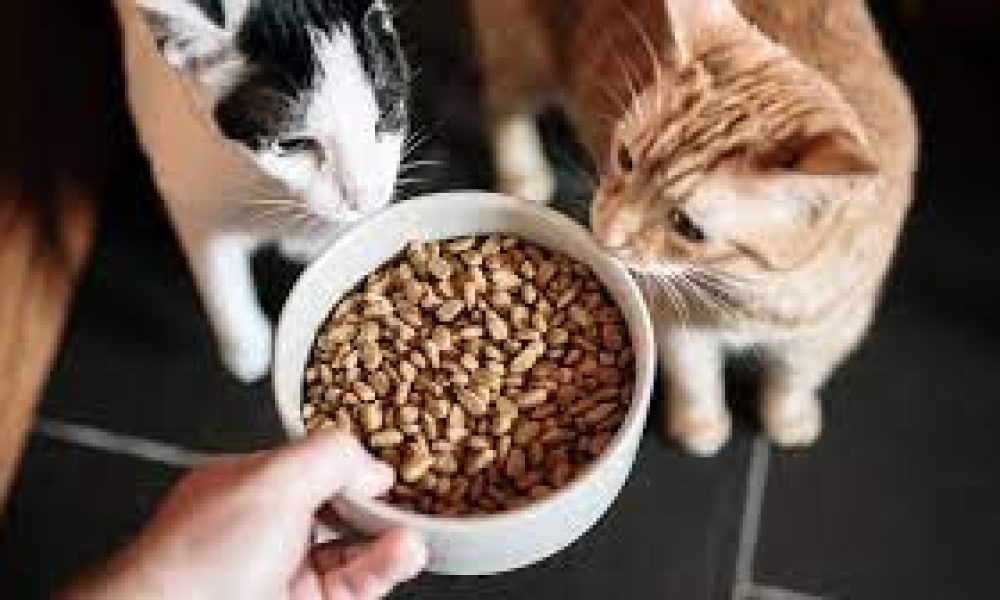 Cat food Market