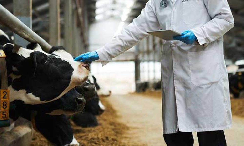 Cattle Health Market