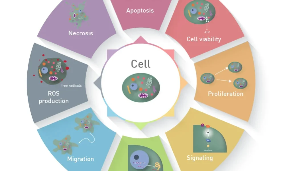 Cell-Based Assay