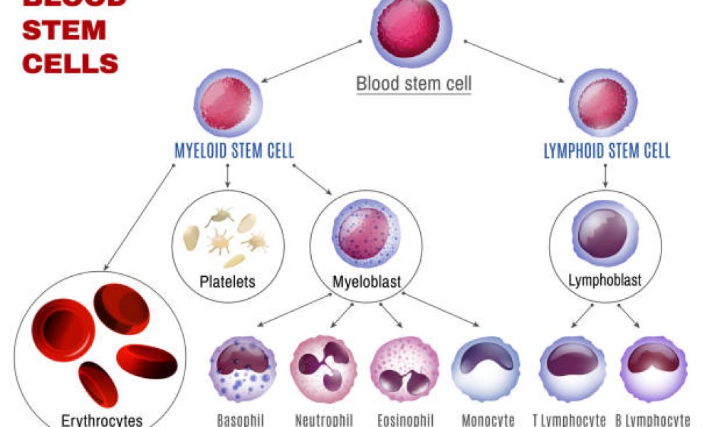 Blood stem cells types. Editable vector illustration isolated on white background. Erythrocytes, plateletes, leukocytes, lymphocytes, monocytes and more. Educational medical poster in landscape format.