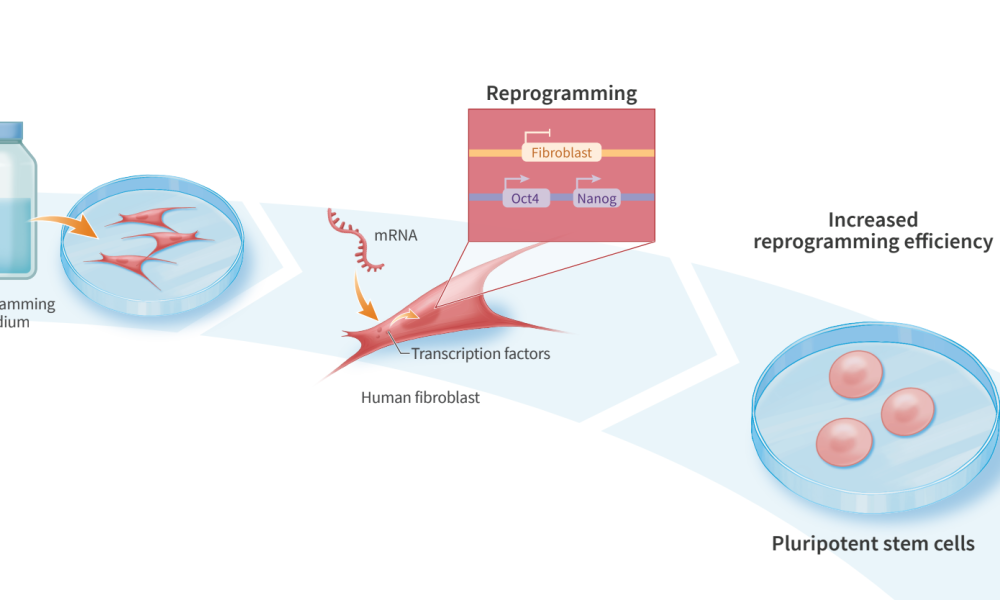 Cell Reprogramming Market