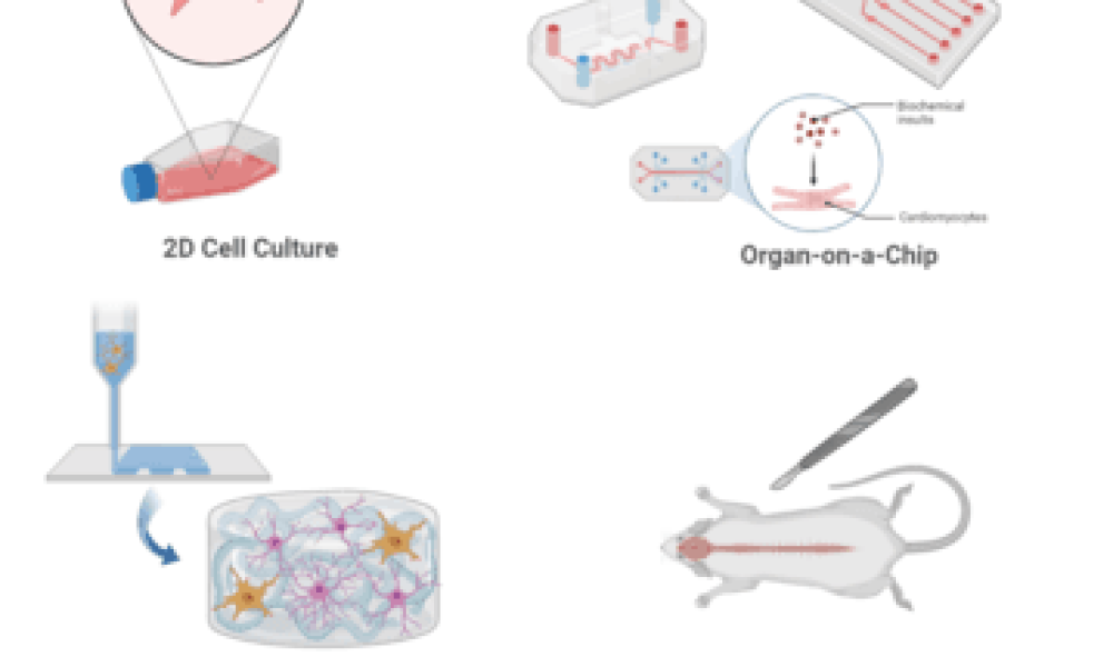3D Cell Culture
