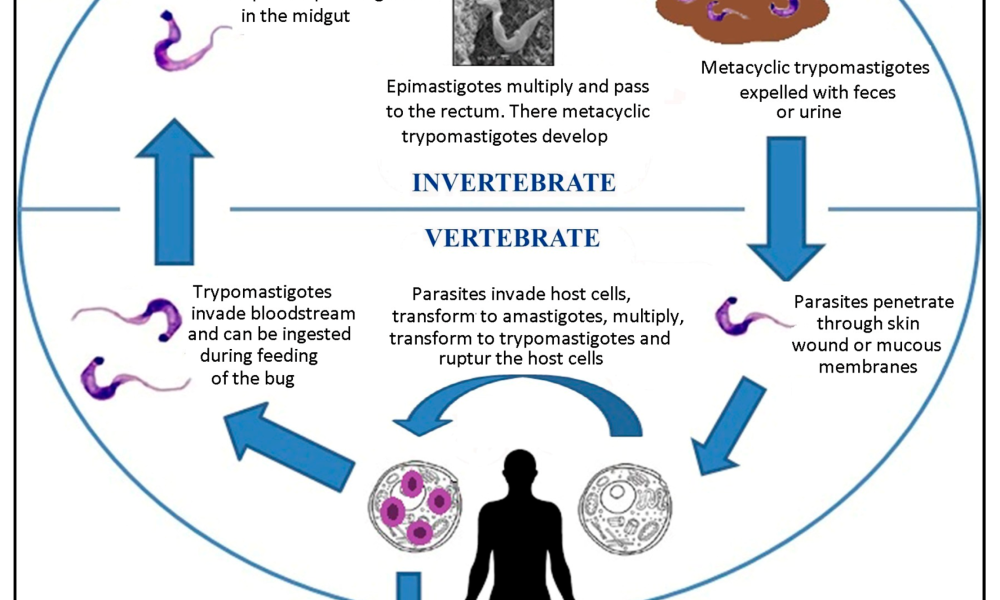 Chagas Disease Therapeutics