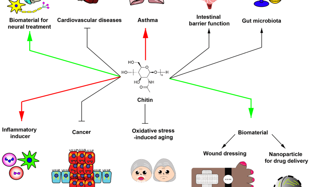 Chitin Derivatives Market